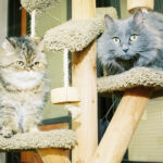 Cat-Boarding-Activities-Blue-Springs-Pet-Resort-Kansas-City